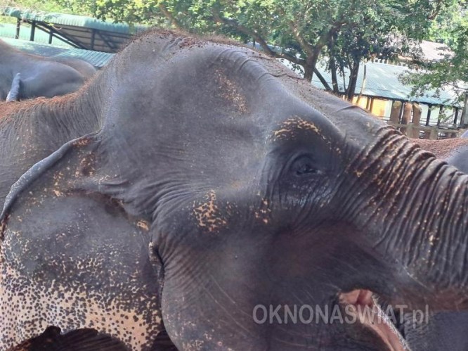 514b2c3186a398cb64c5d6609aabb962a775edf0